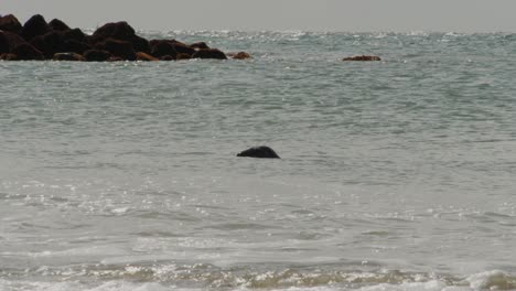 Foca-Salvaje-Nadando-En-El-Agua-Del-Océano-Costero,-Vista-De-Movimiento-Manual