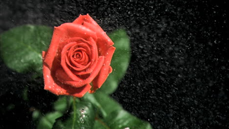 red rose being watered in super slow motion