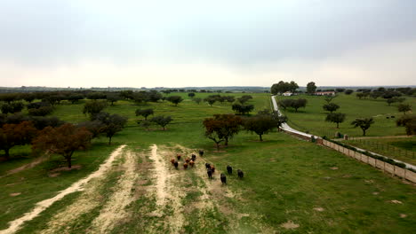 4K---Drone-footage-of-a-cattle-of-bulls-running-in-the-field