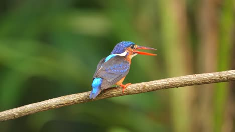 un pájaro pescador de orejas azules logró atrapar un pez fresco y luego se lo tragó