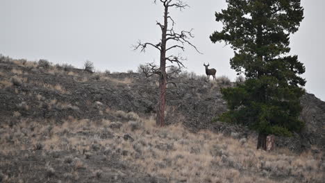 A-Moment-in-Time:-Witnessing-the-Grace-of-Deer-in-Lac-du-Bois