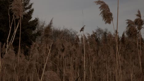 Cat-tail-plants-blowing-in-the-wind