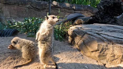 meerkats standing and observing their surroundings