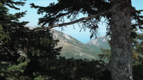 View-from-the-top-of-the-mountain-through-pinewood-tree