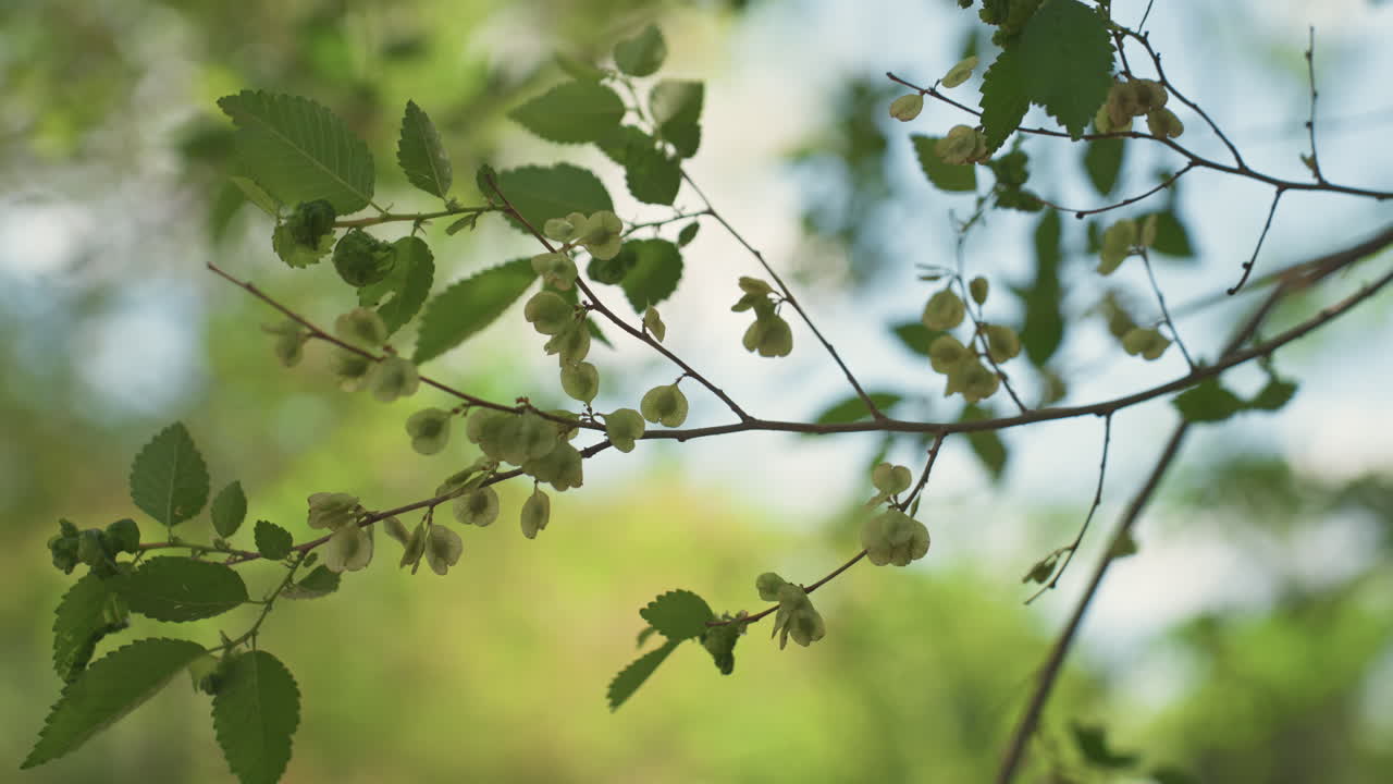 밝은 나뭇잎 장면, 부드러운 가지와 새싹의 클로즈업, 평화로운 봄 정원의 분위기를 고조시키는 은은한 아침 햇살, 이슬 머금은 잎사귀가 이른 햇살 아래 부드럽게 춤추며 고요한 봄 풍경을 만들어냅니다.