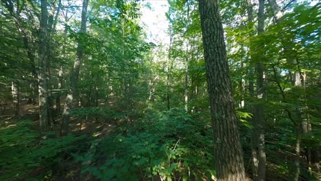 FPV-drone-slowly-flying-through-the-tree-canopy-rising-up-through-leaves-and-branches-in-close-proximity