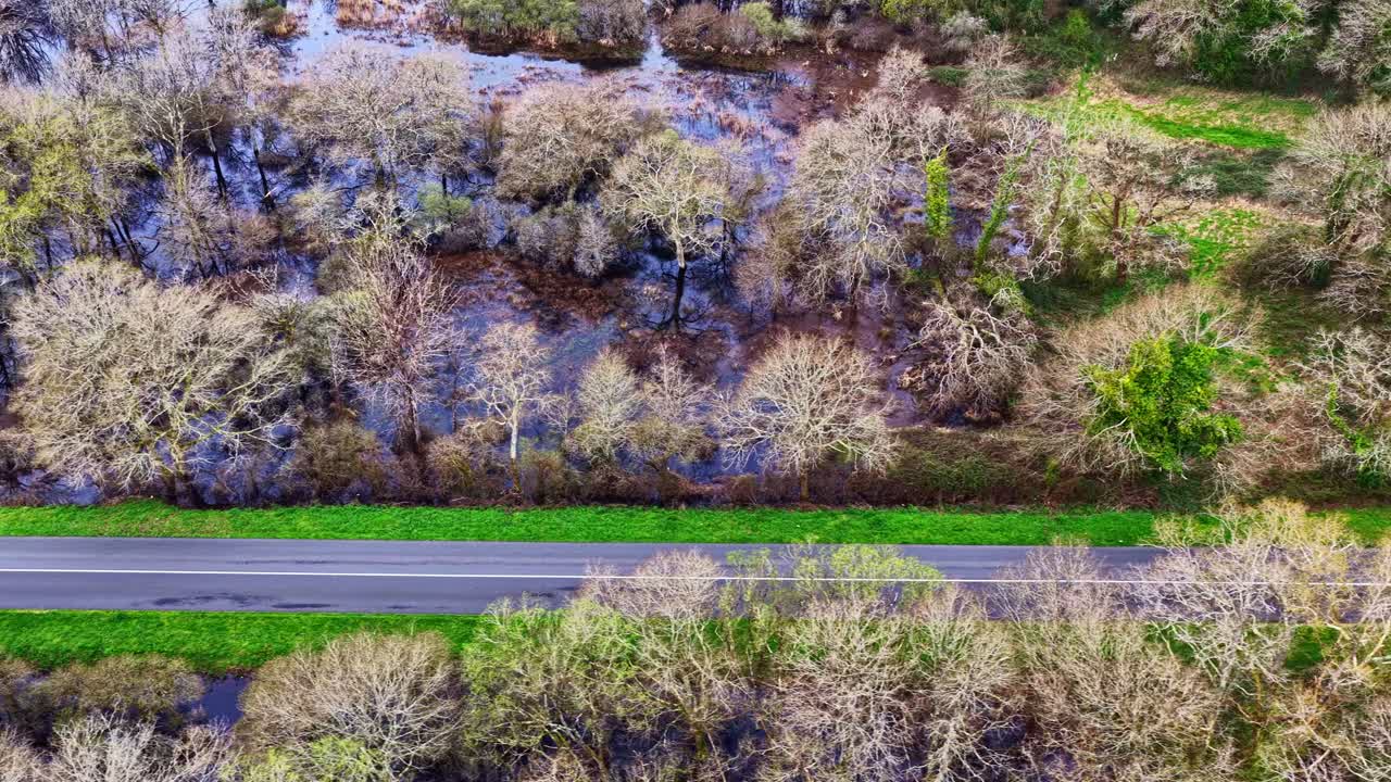 Træer i Briere Regionale Naturpark, der vokser langs vejen, filmet om foråret.