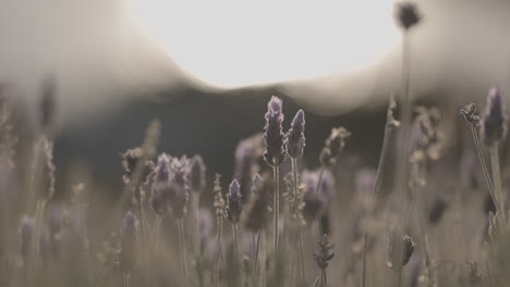 Sol-Brillando-Detrás-De-Un-Campo-De-Lavanda-Silvestre