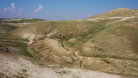 rebaño de ovejas negras y cabras en verdes colinas del desierto, tiro largo sobrevolado