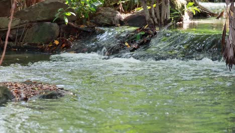 corriente de agua suave en un entorno natural verde exuberante