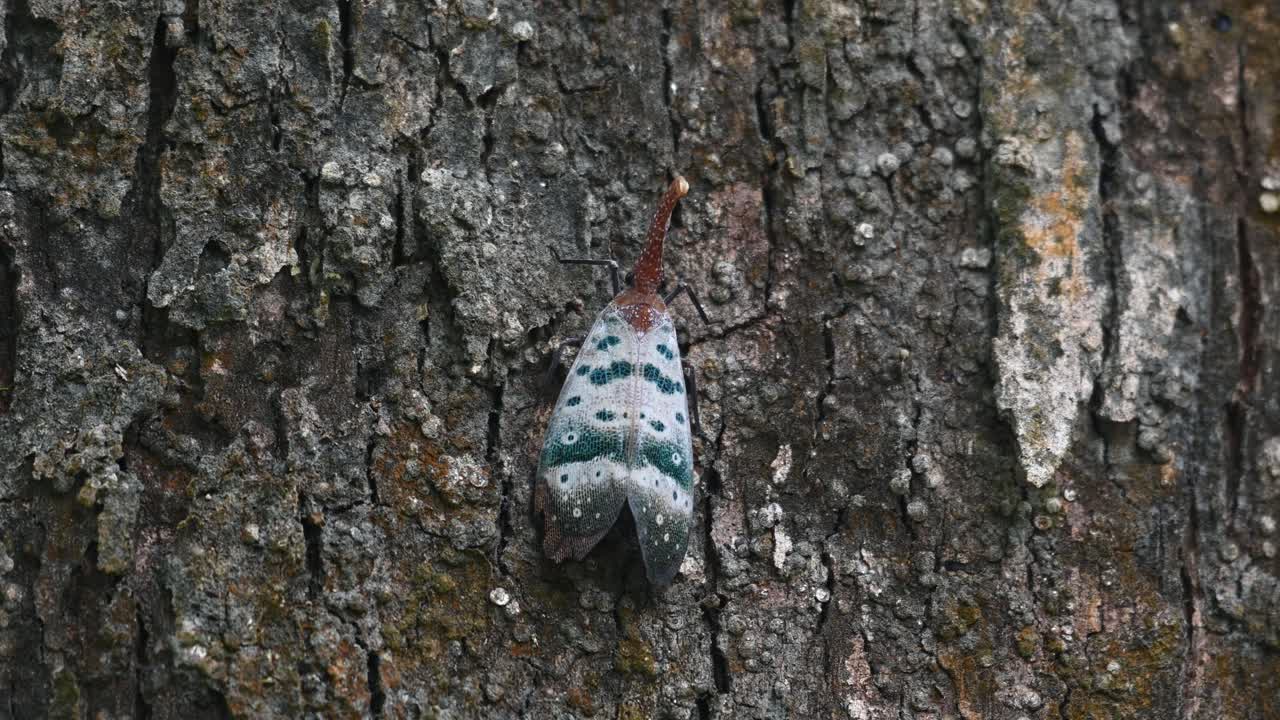 나무 질 위에 앉아서 약간 움직이는 동안 곤충은 오른쪽으로 움직입니다. - 파이로프스 듀칼리스 랜턴 버그, 태국