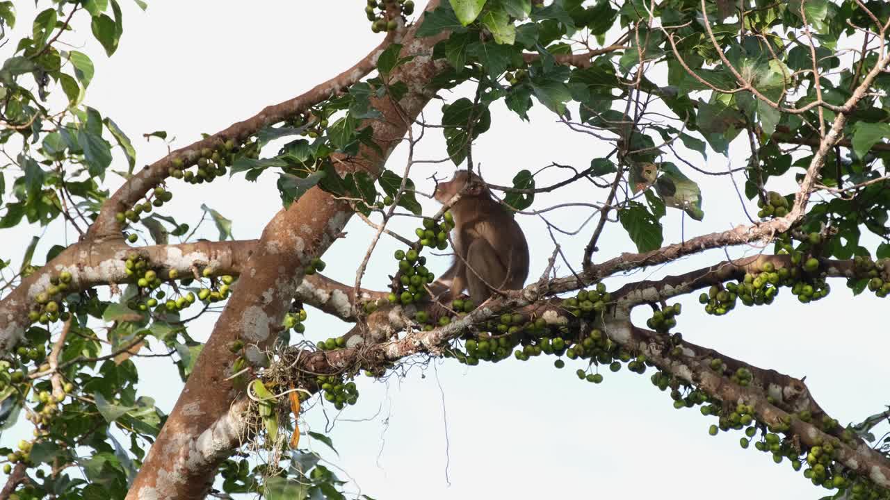 macaco de cola de cerdo del norte macaca leonina sentado en una rama de un árbol fructífero comiendo sus frutos elegidos antes de las caídas, parque nacional khao yai, tailandia