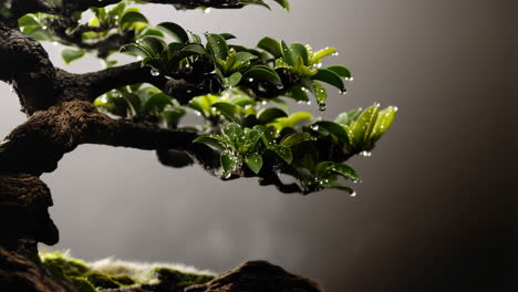 bonsai tree leaves with water droplets