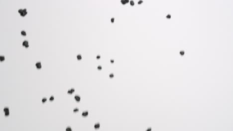 freeze dried blueberry fruit raining down on white backdrop in slow motion