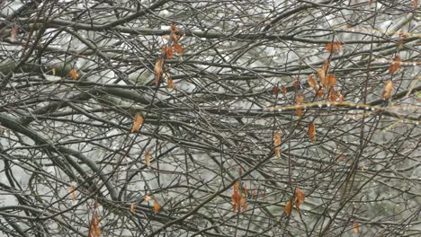 Vorderansicht-Eines-Haufens-Trockener-Äste-Und-Eines-Vogels,-Der-An-Einem-Regnerischen-Herbsttag-Zwischen-Ihnen-Springt