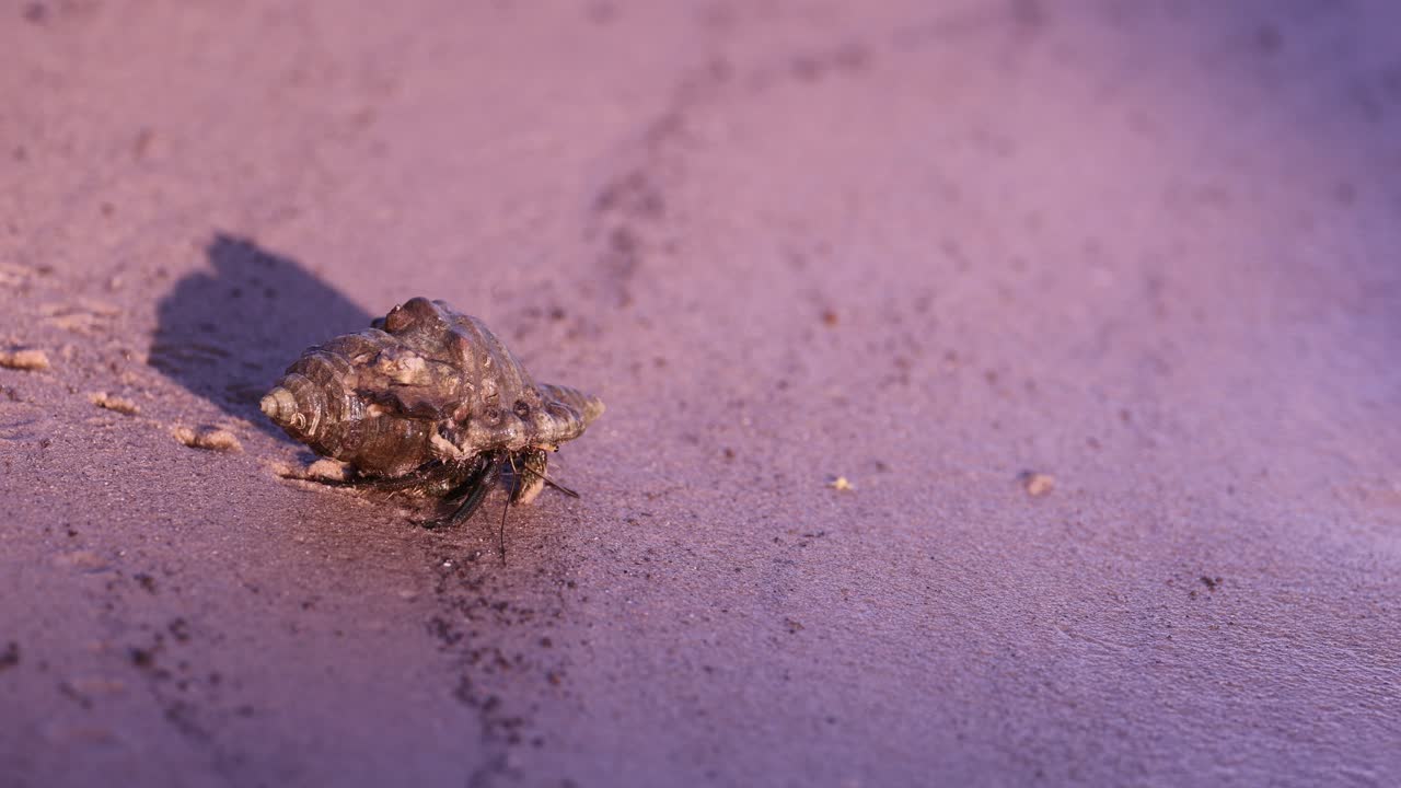 거북이 가 모래 표면 을 천천히 가로지르고 있다