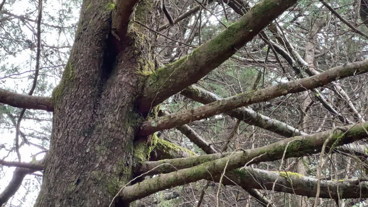 Peaceful scene of a wild bird perched on a branch among twigs and leaves. Turdus poliocephalus, Tropical Bird in wildlife