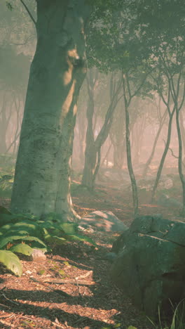 camino del bosque de niebla