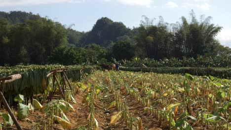 tobacco-harvested,-gathered-and-transport-to-be-dried-and-curated