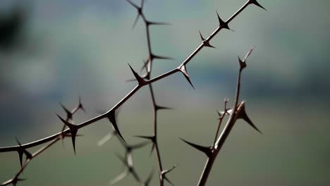 thorns at the edge of the forest