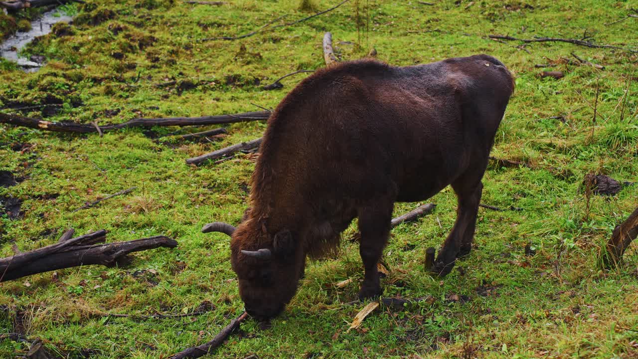European Bison Grazing in a Meadow