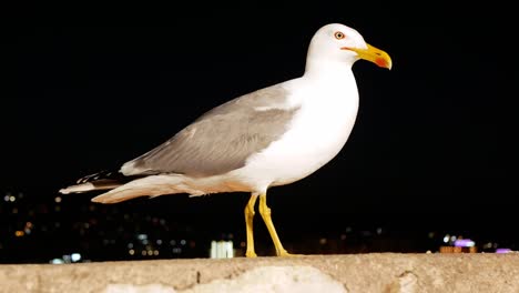 a seagull being fed on a railing at night