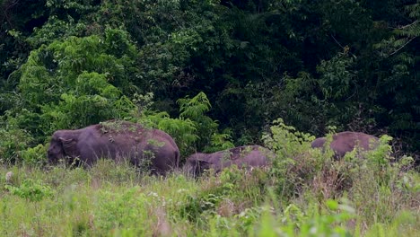 Los-Elefantes-Asiáticos-Son-Especies-En-Peligro-De-Extinción-Y-También-Son-Residentes-De-Tailandia