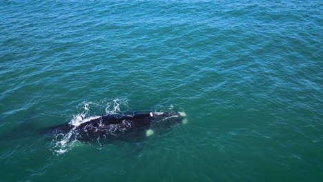 Ballena-Franca-Austral-Independiente-A-La-Deriva-En-Aguas-Costeras