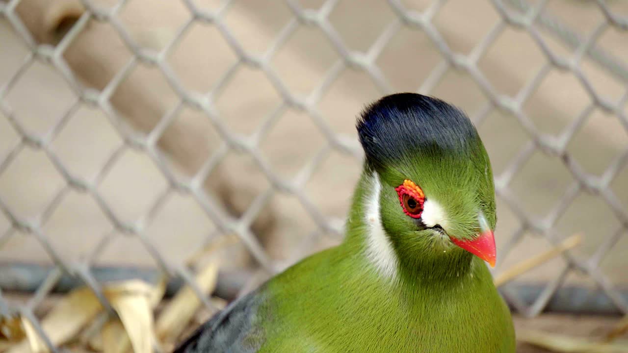 4k 아프리카 새 tauraco leucotis, 또는 동물원에서 포로로 흰 뺨을 가진 turaco