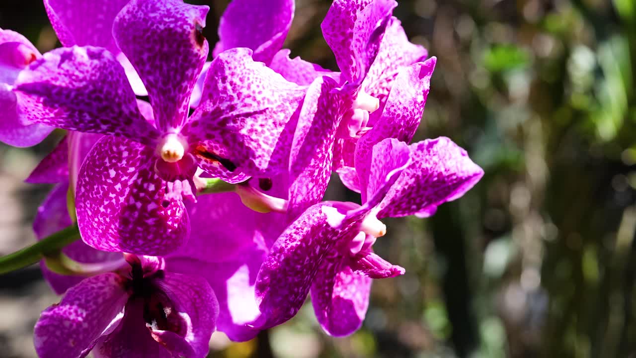 방 의 떠다니는 시장 에서 활기찬 오키디아 꽃 이 피고 있다