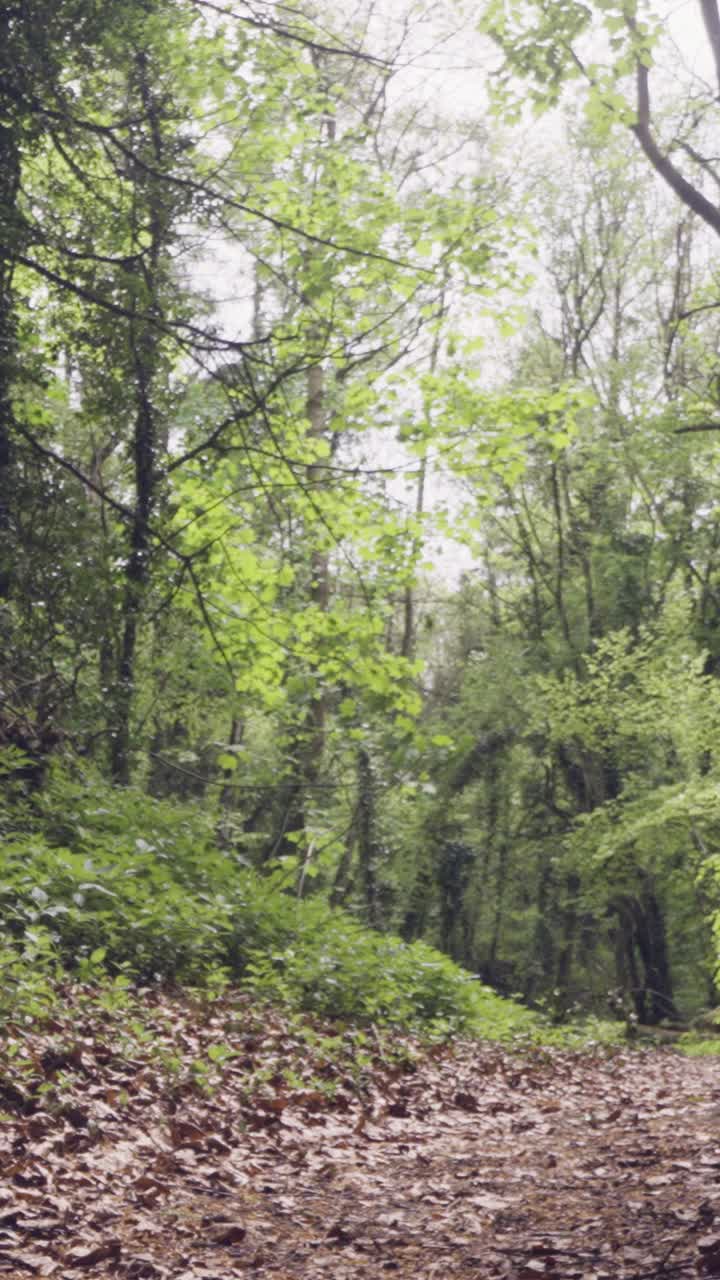Vertical Video Path Track Woodland UK Countryside