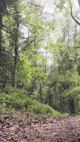 Vertikaler-Videopfad-Verfolgen-Waldlandschaft-Im-Vereinigten-Königreich