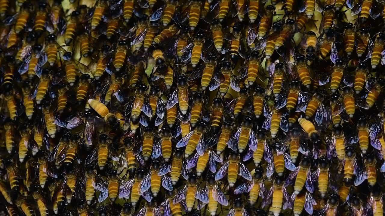 se sabe que las abejas melíferas gigantes construyen grandes colonias de nidos con bolsillos simétricos hechos de cera para almacenar miel como fuente de alimento.