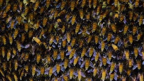 giant honey bees are known to build large colonies of nest with symmetrical pockets made of wax for them to store honey as their food source