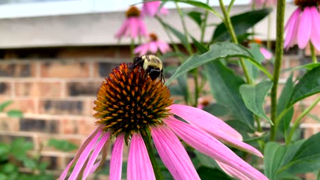 large bee on a echinacea on a summer day, no person