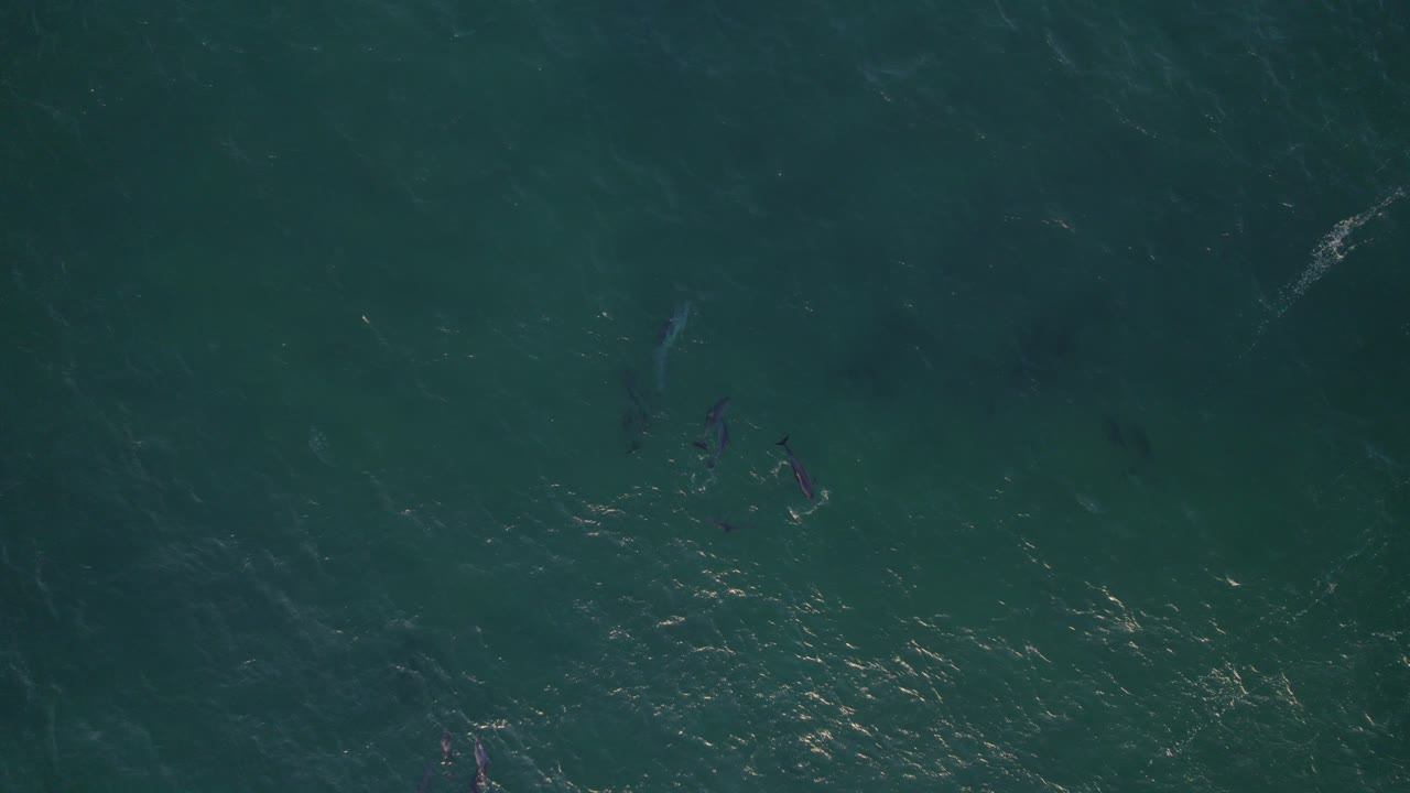 병코 돌고래 떼가 수영하는 목가적인 바다 풍경 - 공중 드론 샷