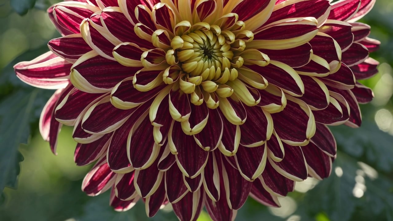 Primo piano di un vivace fiore di dalia bordeaux e giallo