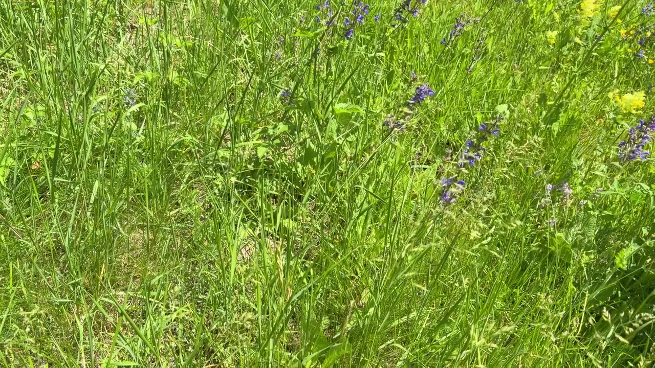 La telecamera in slow motion scorre su erba verde vibrante, salvia viola e fiori selvatici gialli sotto la luce del sole.