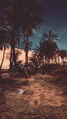 palm trees in a desert oasis