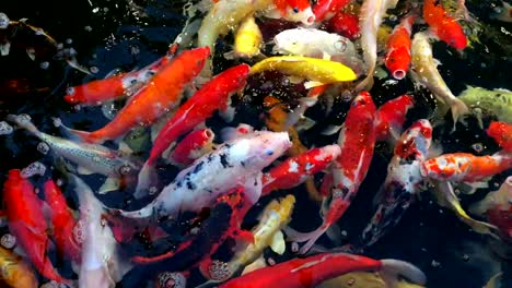 4k scramble koi carp, japanese big fish, underwater in garden.