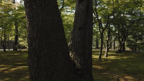 Kenroku-en-garten,-Kiefernpark---Kanazawa,-Ishikawa,-Japan