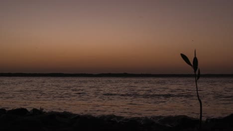 orange sunset timelapse at ground lavel on the beach. there are birds passing by on the shot while they fly by the sea in sispatá bay in colombia (south américa).