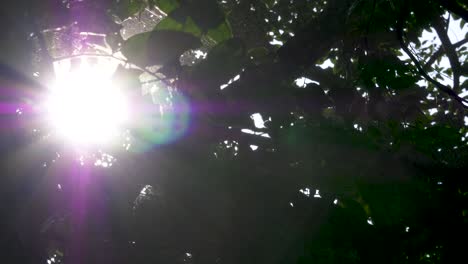 sunlight seen through branches