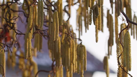 parallaxenaufnahme der grünen blüten der haselnuss