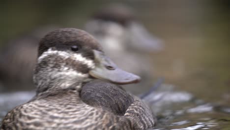 Weibliche-Seeente-Oxyura-Vittata-Auf-Dem-Wasser,-Profil-Kopfschuss-Auf-Augenhöhe