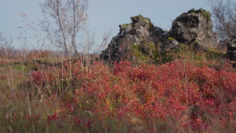 Colores-Otoñales-En-Plantas-Con-Lava-Antigua-En-El-Fondo.