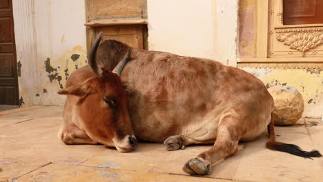 cow on street in india constitution of india mandates the protection of cows in rajasthan, india.
