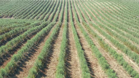Low-fly-over-the-sowing-line-of-an-olive-tree-farm,-Portugal