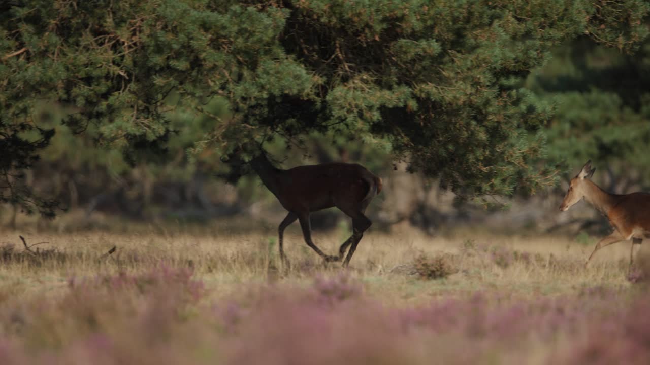disparo medio de un par de ciervos rojos hace correr a través de un bosque de hoja perenne y luego caminar en un claro, cámara lenta