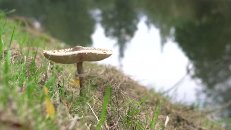 macrolepiota procera, mushroom on green grass in autumn, with water in the background